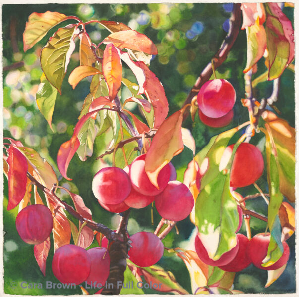 Brown Cara cherry plums, 9/11/18, 3:12 PM, 16C, 7874x7864 (0+1368), 100%, Custom,  1/40 s, R32.3, G26.9, B38.7