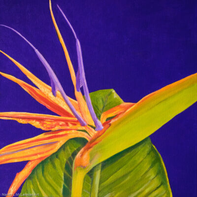 12" x 12" x 5/8" original oil painting  Oil paint on canvas on wood stretcher bars  A single Bird of Paradise on a dark purple field  No need to frame  Image continued or painted on sides  Certificate of Authenticity included with purchase of original  All rights reserved by Nancy L. McLennon
